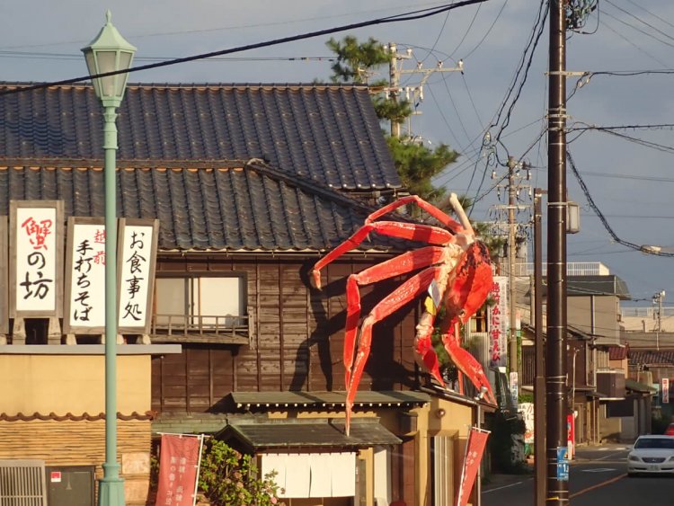 東尋坊から帰る途中、乗り換えの三国港駅で見つけたカニ（時間がなかったため、横からの撮影しかできなかった）。黄色いタグは越前ガニの証である（福井）。
