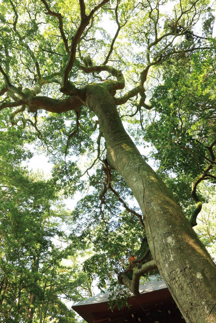 境内に立つなんじゃもんじゃの木。樹名が不明だったのでその名がつけられたが、ホルトノキの巨樹だそうだ。