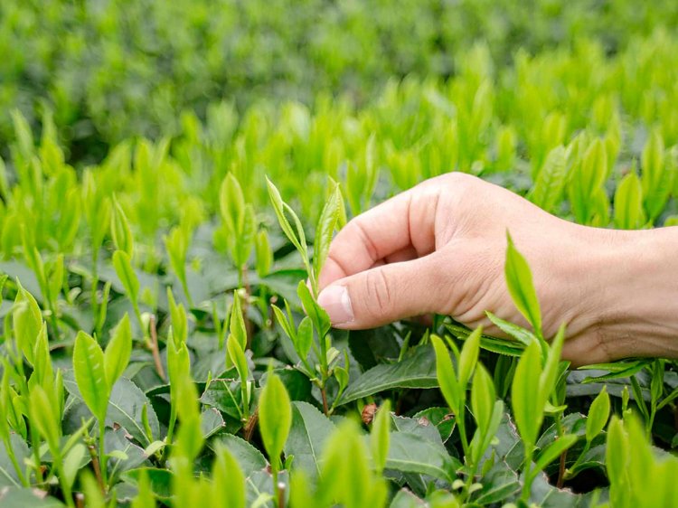 【Re:leaf Record】「お茶摘み」を丸っと解説！