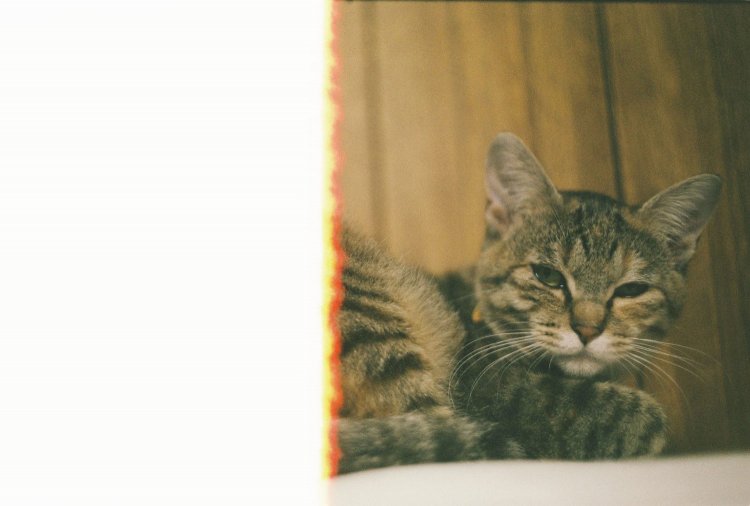 【カメラガールズ】フィルムを感光させて、ノスタルジックな雰囲気に