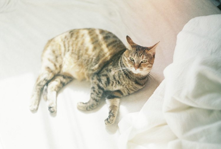 【カメラガールズ】フィルムを感光させて、ノスタルジックな雰囲気に