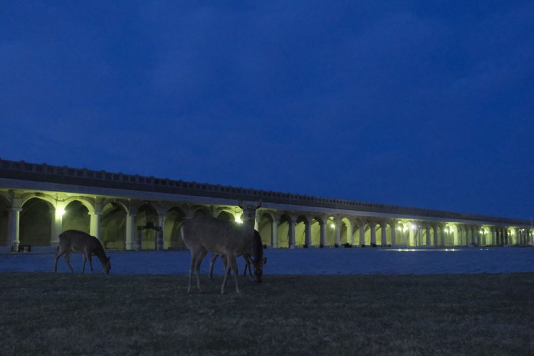 最近、街にエゾシカが下りてきているようだ……。