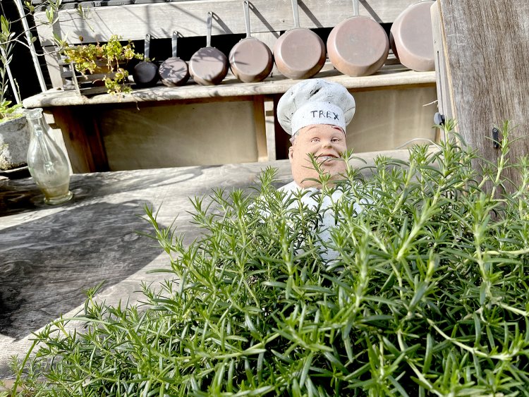 あ、ローズマリーの中にイタリア人風のシェフがひょっこり！　※実物のシェフはもっとナイスガイです。