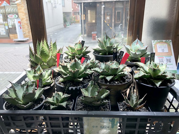 窓際にも緑がいっぱい。