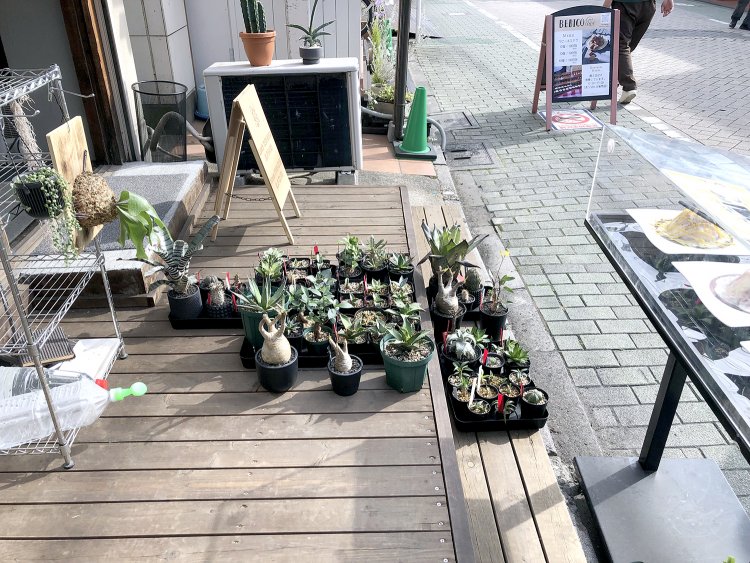 店の入り口には多肉植物がいっぱい並べられている。