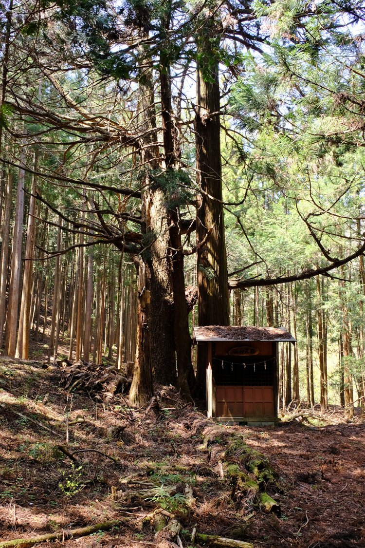 村の中央にある日天様こと日天神社。背後に御神木の銀杏の木。