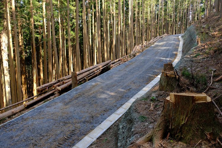 舗装された林道が峰の近くまでできていた。