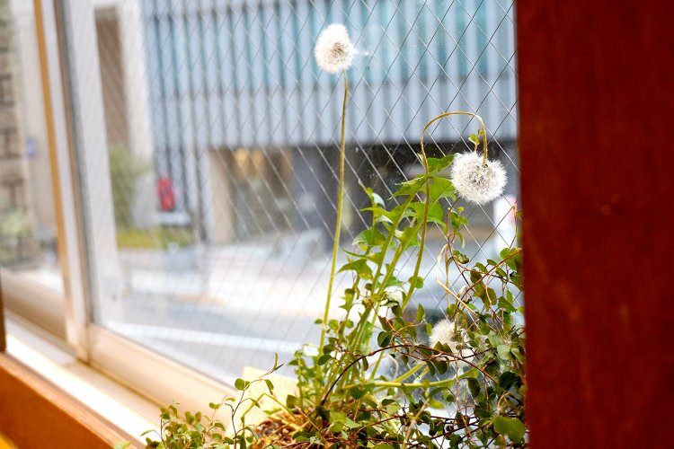 1階席のベンチシートや2階席の窓辺にタンポポが植えられており、なんだか癒やされる～。