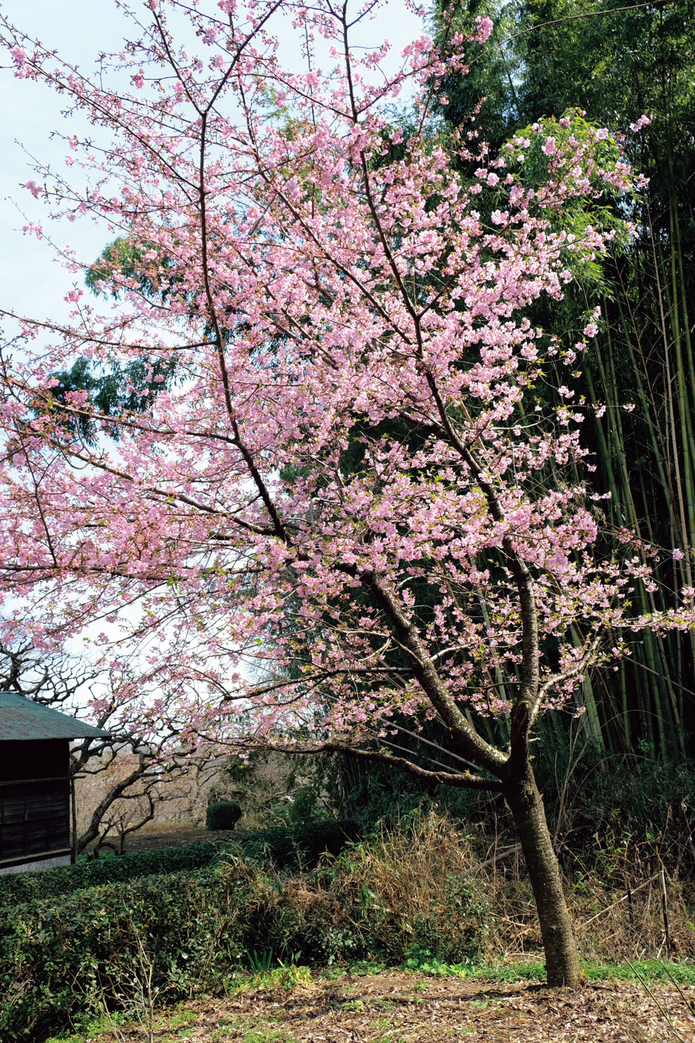 鳶尾山から八菅神社のほうへ下りてくると、古い家なども残っている棚沢の集落へ出る。 民家の庭にきれいな早咲きの桜が咲いていた。
