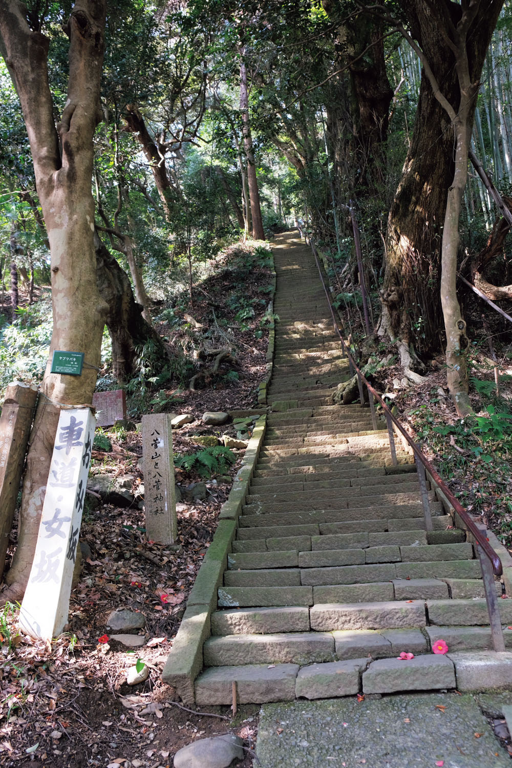 八菅神社へ直登できる男坂。300段とか。女坂は車道で楽なようだ。