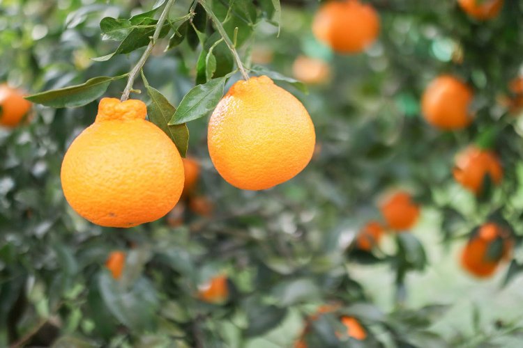 【カメラガールズ】『Canon EF-M 32mm 1.4F STM』のレンズレビュー