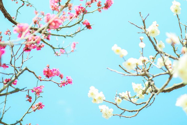 【カメラガールズ】『Canon EF-M 32mm 1.4F STM』のレンズレビュー