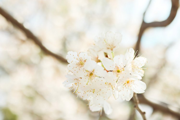 【カメラガールズ】『Canon EF-M 32mm 1.4F STM』のレンズレビュー