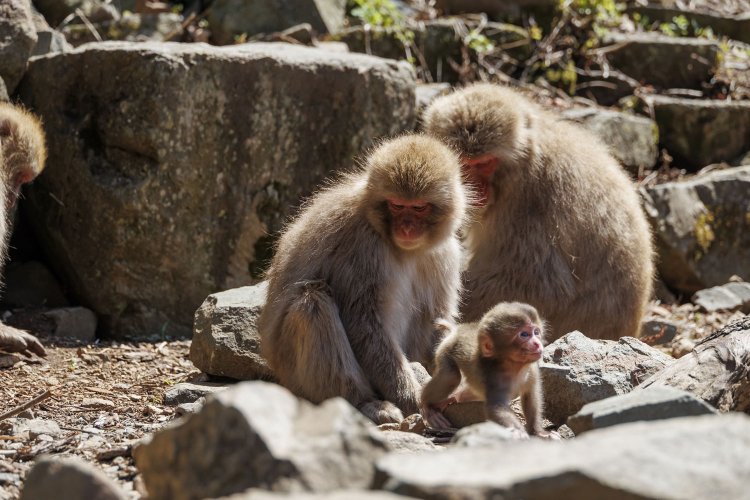 入苑すると赤ちゃん猿と親子らしき姿が！　春から初夏にかけて出産シーズンなので、赤ちゃん猿の姿が見れるかも！