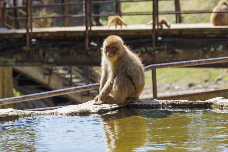 温泉に入る姿が見られるのは冬季のみ。