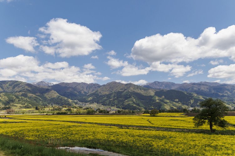 駐車場から見える風景。取材時は菜の花が咲き誇り、山の緑とのコントラストが映える景色が広がっていた。