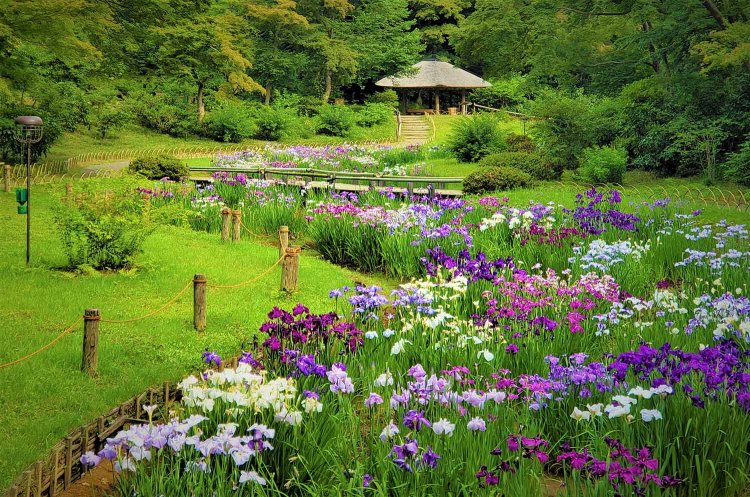 毎年楽しみにしている花菖蒲。6月の梅雨の時期が見頃だ。（写真提供=明治神宮）