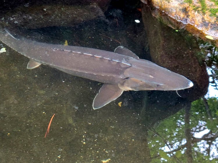 池には鯉のほか、なんと３匹のチョウザメも住んでおり、悠々と泳ぐ姿を見せてくれる。