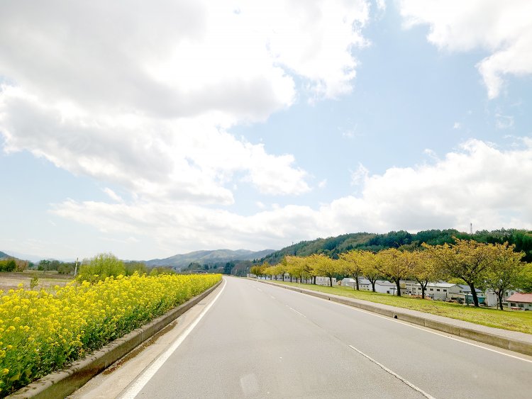 中野市を過ぎると右手には、千曲川と山々の景色が広がり始める。飯山市に近づくと土手にたくさんの桜の木が！　春は素晴らしい桜並木になるそう。飯山城址を過ぎると、道沿いや河原に季節の花が見え始める。