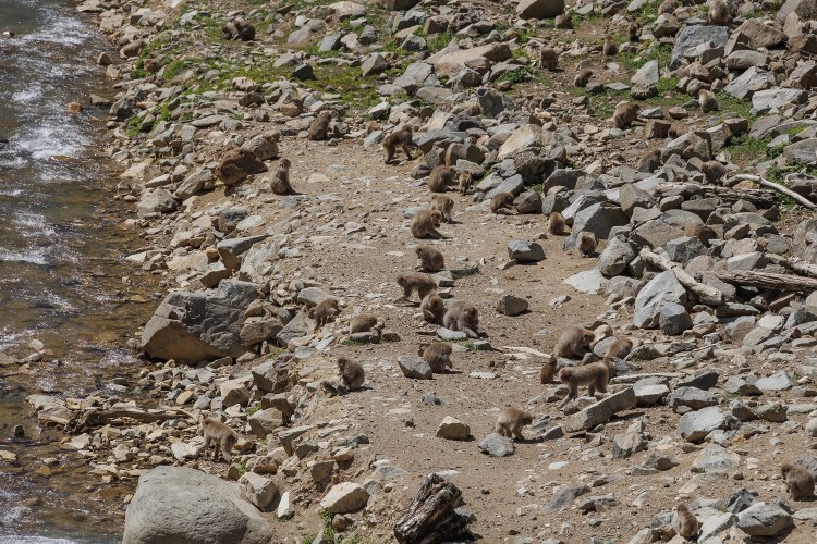 公苑では、お猿さんたちの自然の生態を見ることができる。