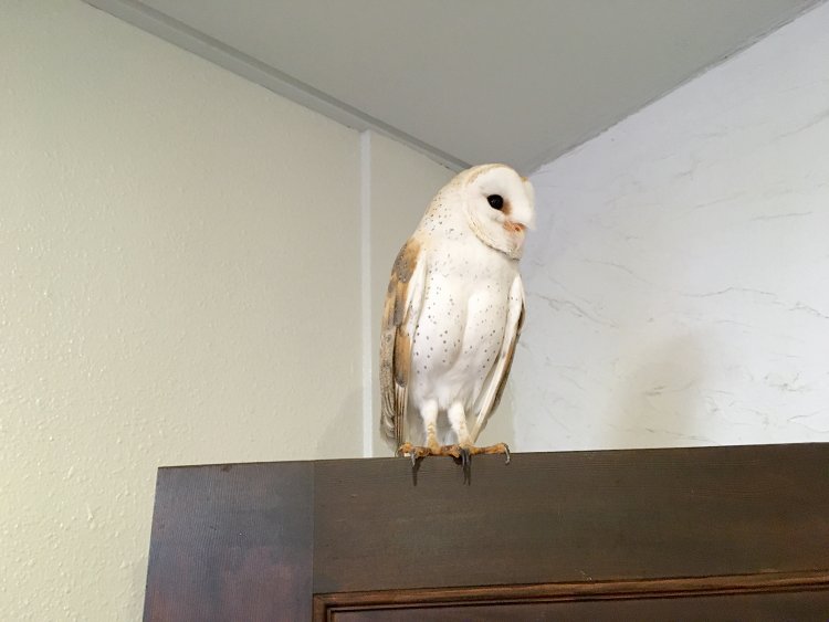 こちらはメンフクロウのヒナちゃん。