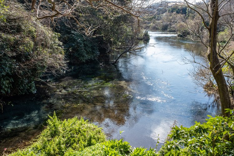 階段を下った先の第一展望台から柿田川の源流を見下ろす。
