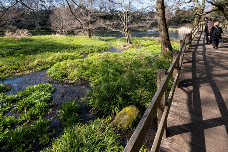 流れに寄り添うように歩道が設置された木製八つ橋。水辺を吹き抜ける風が心地よい。
