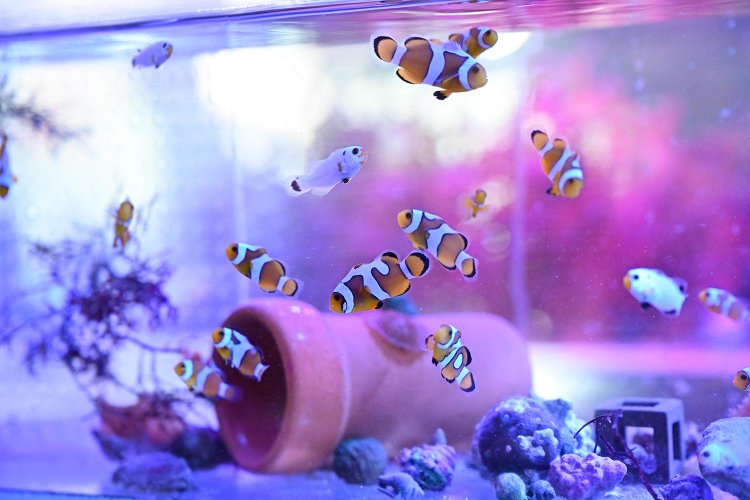 【散歩の達人】東武東上線さんぽ［PART 1 下板橋～ときわ台］