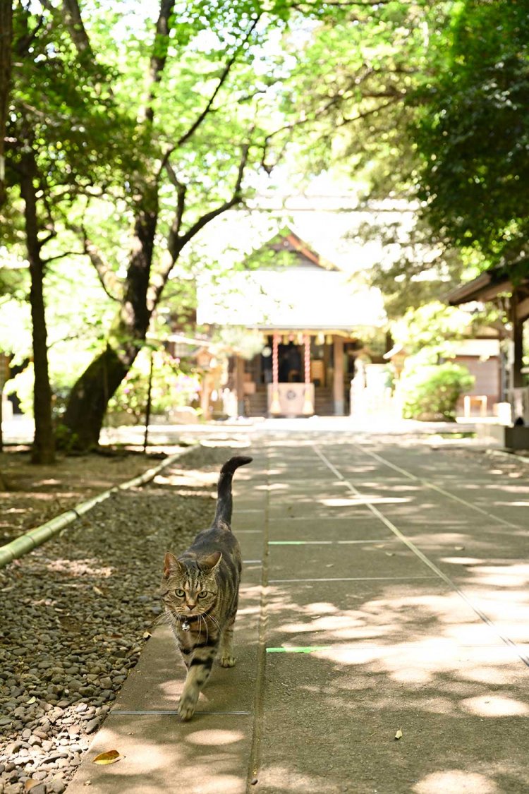 【散歩の達人】東武東上線さんぽ［PART 1 下板橋～ときわ台］