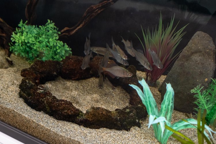 清水町保健センター内に置かれた「柿田川mini湧水群」。