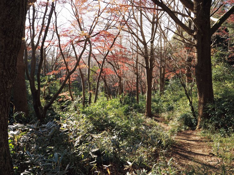 獅子舞谷付近の広葉樹の森。知る人ぞ知る、紅葉の名所でもある。