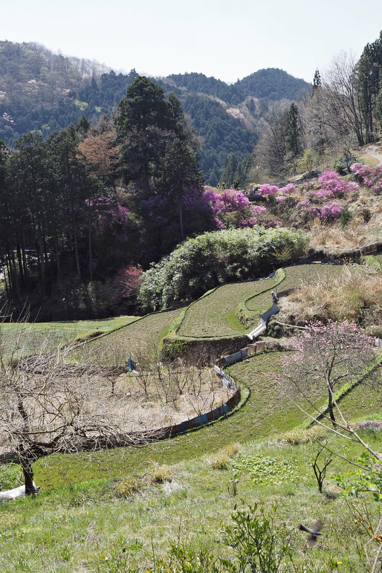 堂平に残っている棚田。数枚しかない小さな棚田を今も大切に守っている。
