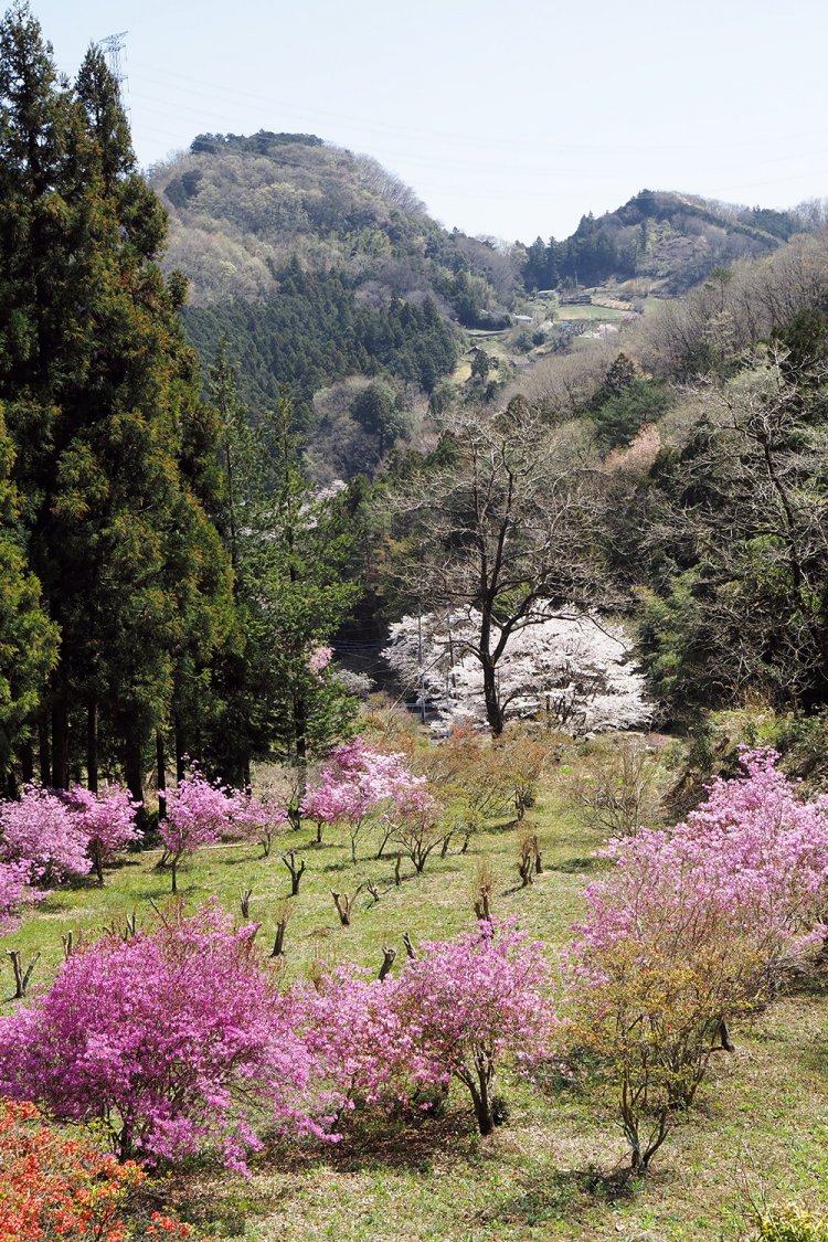 大内沢の白石集落から居用方面を眺めると、花桃と桜、そして山の上に立つ民家がみえた。