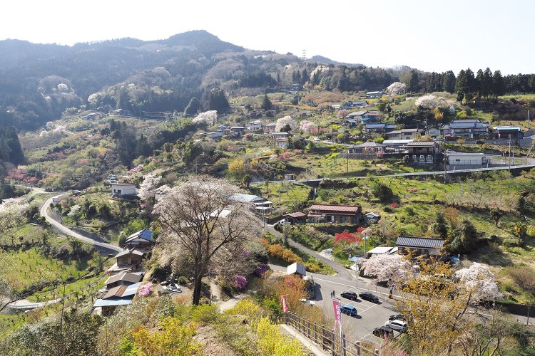 大内沢の「花桃の郷」といわれる集落、上ノ貝戸地区。大内山の展望台からの眺め。