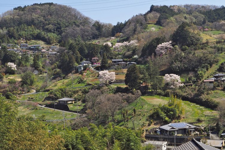 堂平から東側の居用方面の眺望。花桃はみえないが、山桜と民家の風景がいい。