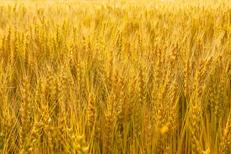 秩父山地を水源とする良質な水にも恵まれた武蔵野台地。