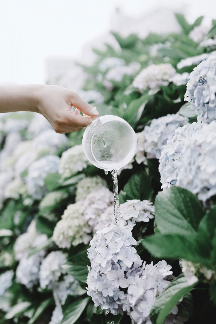 【カメラガールズ】東京のおすすめ紫陽花スポットと、撮影テクニック。