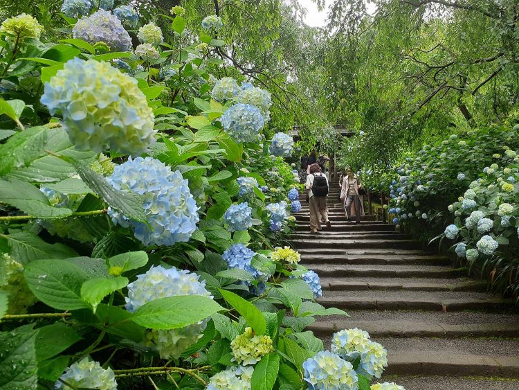 鎌倉であじさいを観るならココ！もうひとつのあじさい寺・明月院。6月中旬から下旬が見頃。