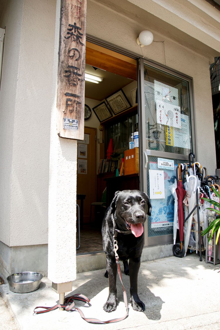 現在、5歳のこまる君。2代目看板犬の役割をしっかりと果たしている。ちなみに、好きなおやつは「ボーン」で、あげるのを忘れると機嫌が悪くなるそうだ。「ときわ台の平和はボクが守るワン」