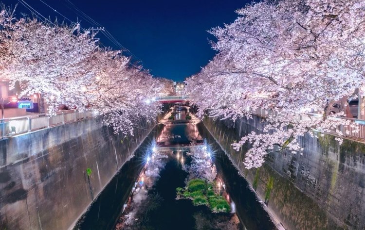 石神井川沿いの千本を超える桜並木は「板橋十景」に選ばれている名所。特に中板橋付近は毎年多くの花見客でにぎわう。※提供写真