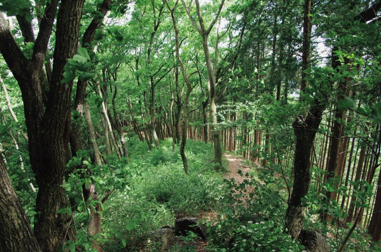馬頭刈尾根の縦走路。道はつづら岩からは下りぎみの道で、道幅もあるので歩きやすい縦走路。この先に鶴脚山や馬頭刈山がある。