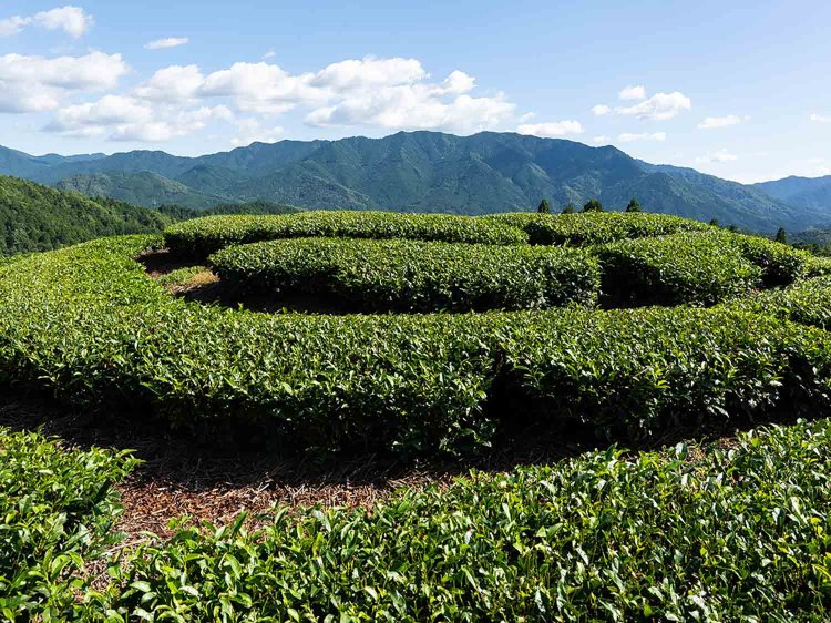 田口さんの祖父が開梱した茶園は小高い丘に円を描くように造られており、「ぐるぐる茶園」の愛称で親しまれている