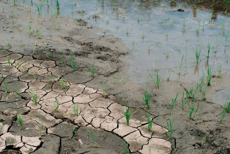 【カメラガールズ】『寺坂棚田』