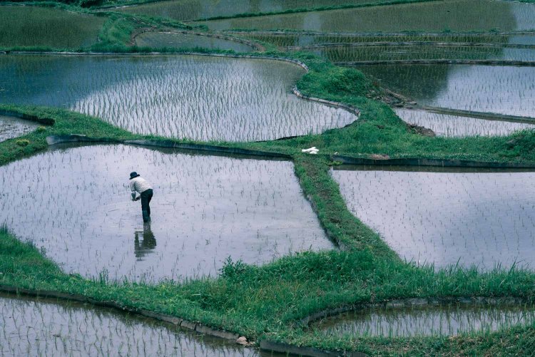 【カメラガールズ】『寺坂棚田』