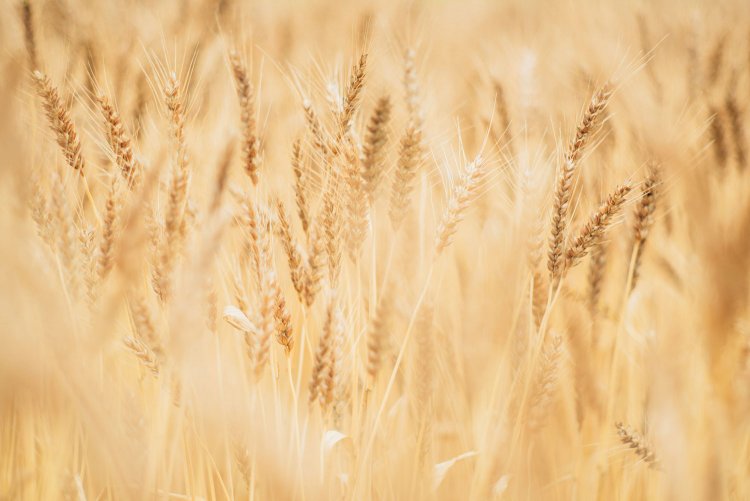 【カメラガールズ】『寺坂棚田』