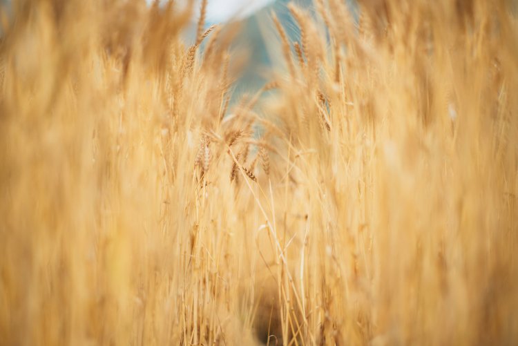 【カメラガールズ】『寺坂棚田』