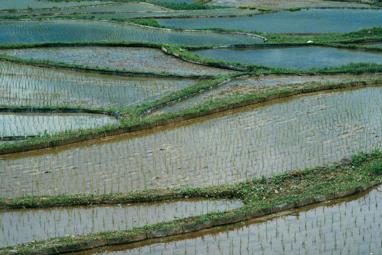 【カメラガールズ】『寺坂棚田』