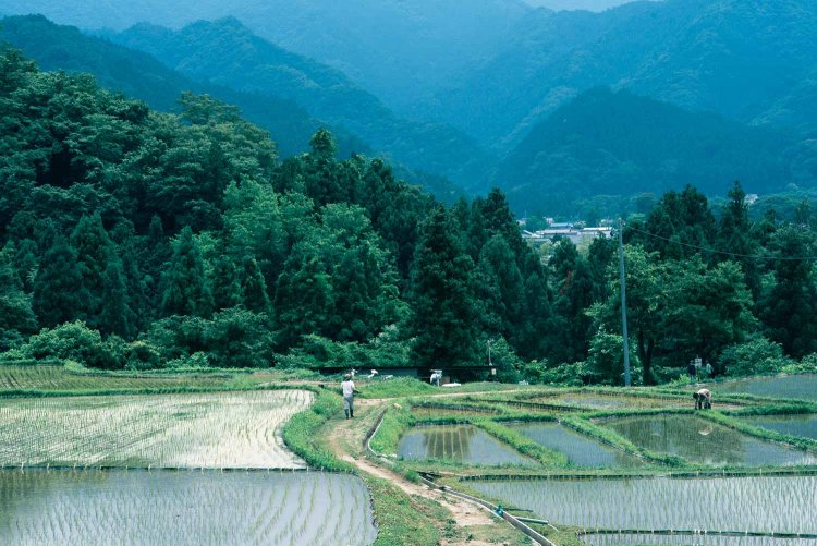 【カメラガールズ】『寺坂棚田』