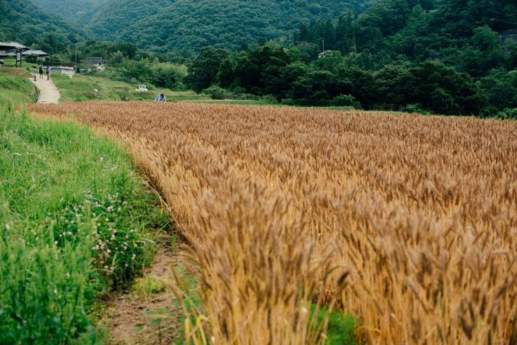 【カメラガールズ】『寺坂棚田』