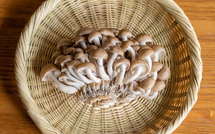 【東京おでんだね】おでんのきのこの調理方法